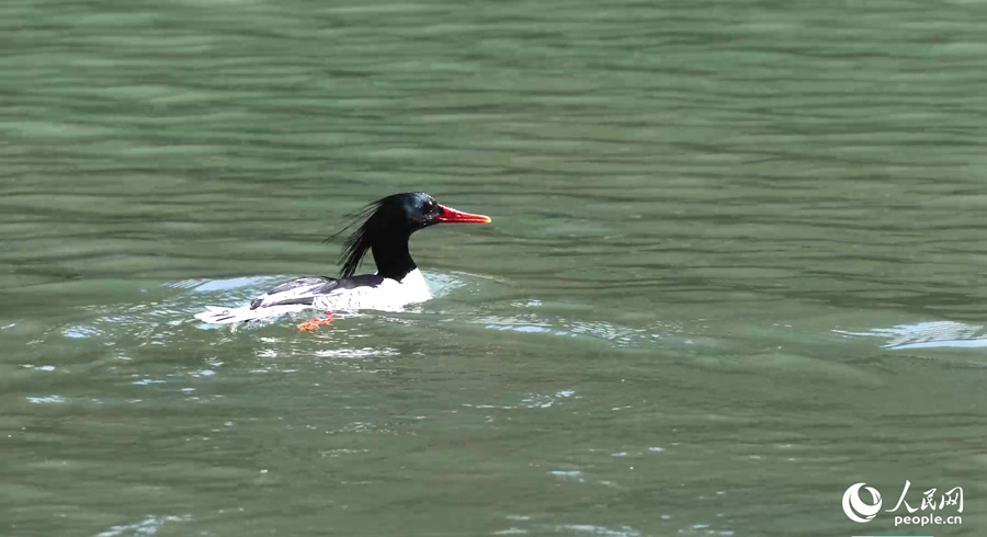 一只中華秋沙鴨在水中玩耍。人民網(wǎng)記者 陳藍(lán)燕攝