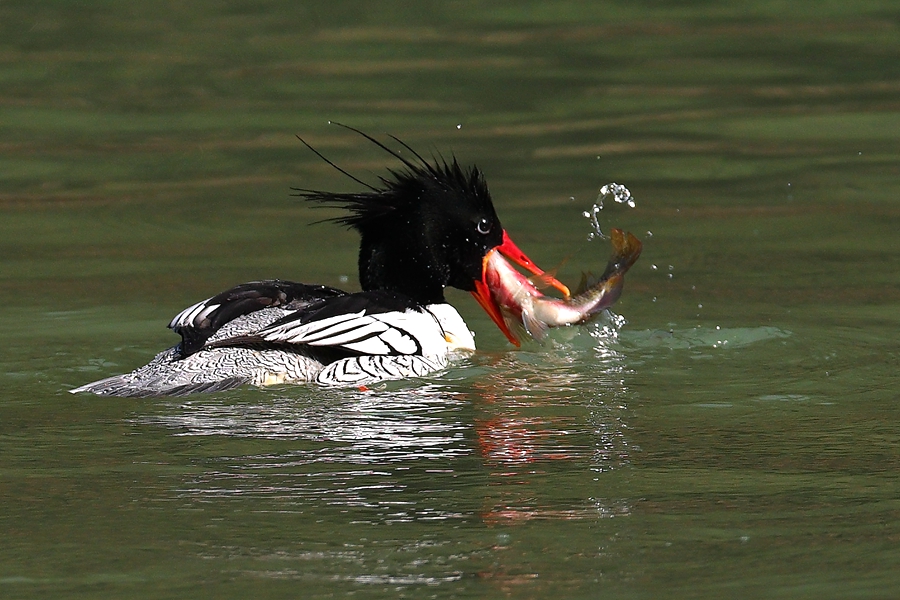 一只中華秋沙鴨在水中捕食。陳林?jǐn)z