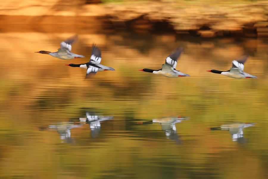 中華秋沙鴨結(jié)伴來(lái)福建永泰嵩口大漳溪越冬。陳林?jǐn)z