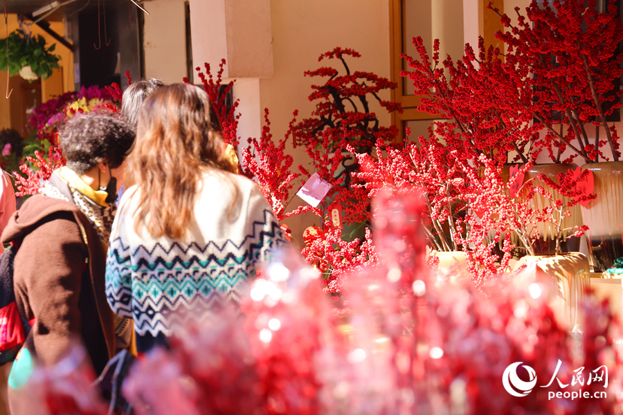 紅紅火火的北美冬青盆景備受市民青睞，為街道增添一抹喜慶的紅色。人民網(wǎng)記者 陳博攝