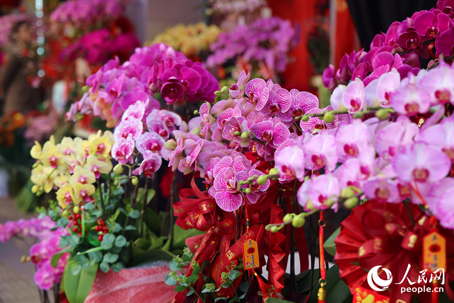 花姿婀娜的蝴蝶蘭。人民網(wǎng)記者 陳博攝