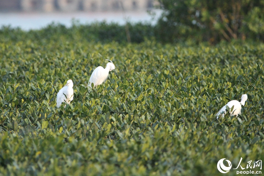 白鷺落于同安灣官潯溪附近海域。人民網(wǎng)記者 陳博攝