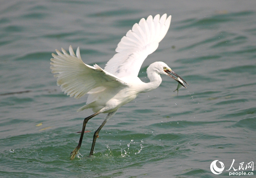 同安灣海域，一只捕魚的白鷺。人民網(wǎng)記者 陳博攝