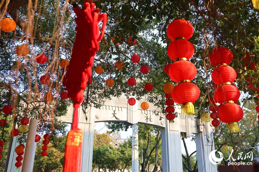 集美大社紅燈籠掛滿枝頭年味足。人民網(wǎng)記者 陳博攝