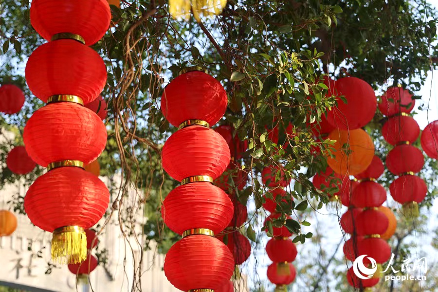 榕樹枝頭春意鬧。人民網(wǎng)記者 陳博攝