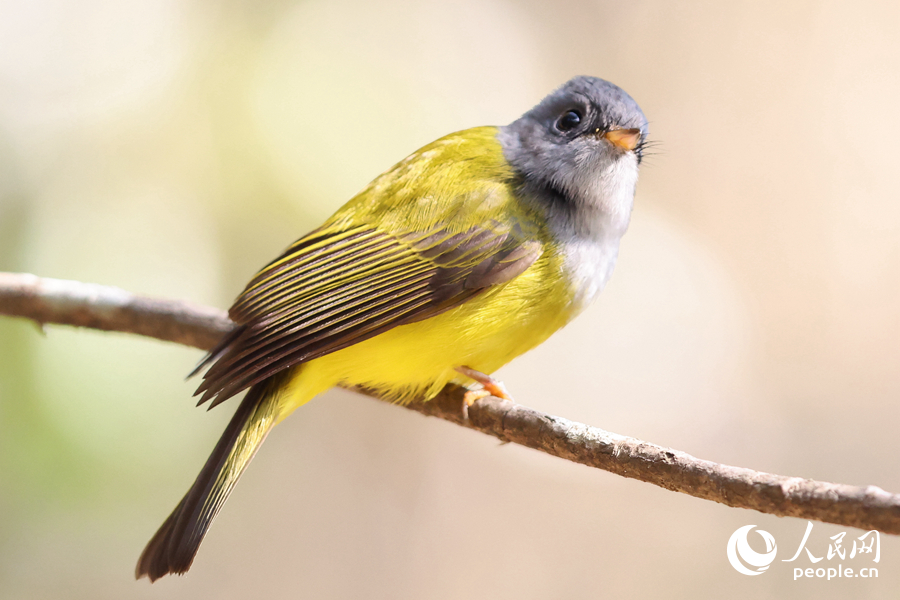 身披亮黃色羽毛的方尾鹟嘰喳鳴叫。人民網(wǎng)記者 陳博攝