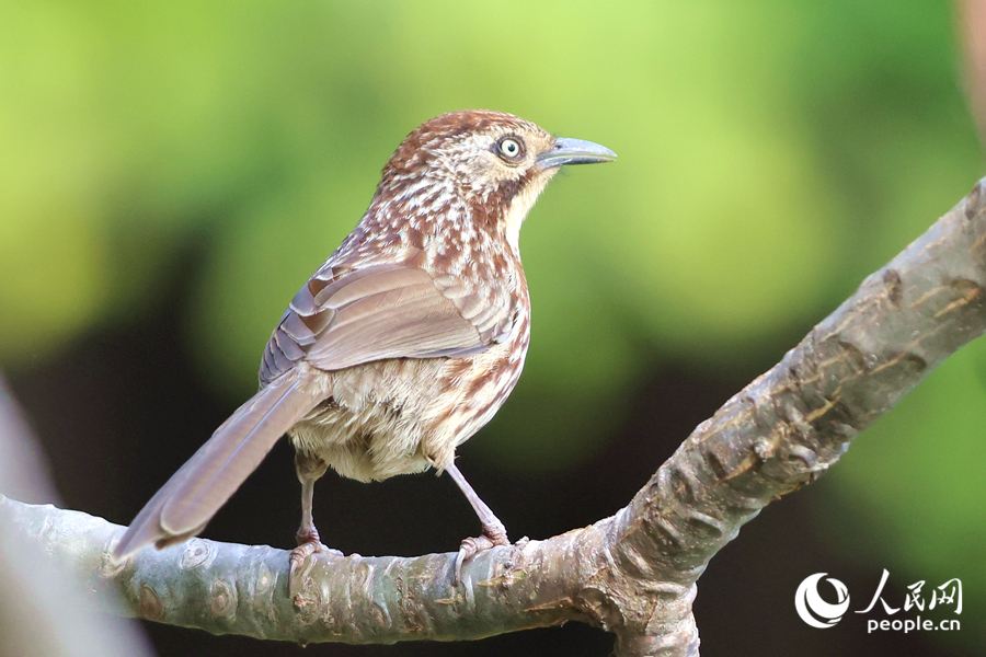 在集美區(qū)的龍舟池畔，矛紋草鹛在枝頭遠(yuǎn)望。人民網(wǎng)記者 陳博攝