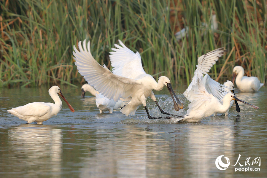 白琵鷺在馬鑾灣濕地的蘆葦蕩中嬉戲打鬧。人民網(wǎng)記者 陳博攝