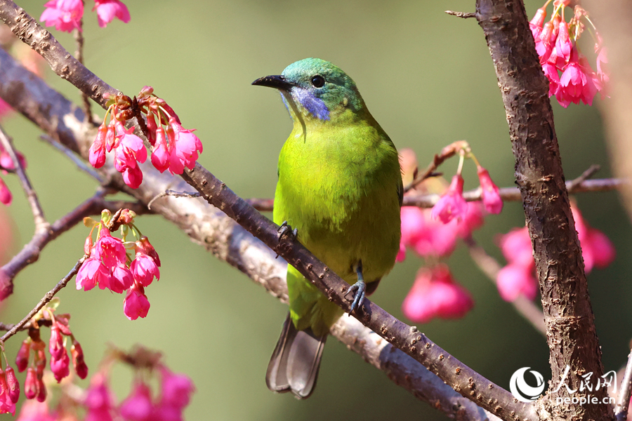花海深處的橙腹葉鵯雌鳥。人民網(wǎng)記者 陳博攝