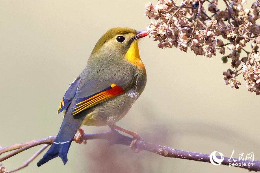 色彩艷麗的紅嘴相思鳥。人民網(wǎng)記者 陳博攝