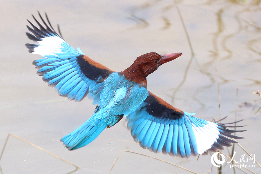 在思明區(qū)東坪山公園，白胸翡翠在水面上展翅。人民網(wǎng)記者 陳博攝