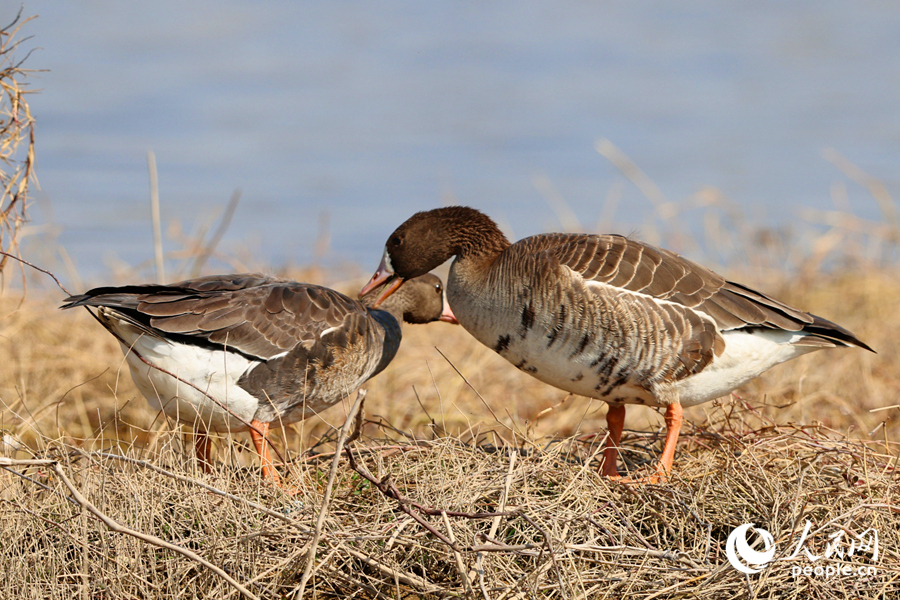 在馬鑾灣濕地，一對(duì)白額雁在池畔梳理羽毛。人民網(wǎng)記者 陳博攝