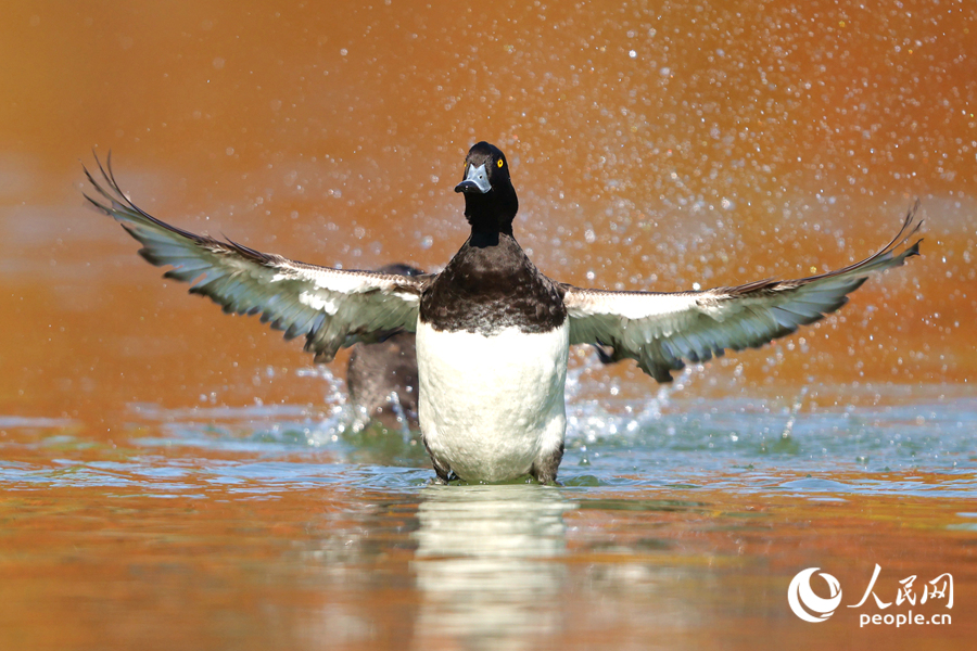 在廈門園林博覽苑，鳳頭潛鴨在湖中蹁躚起舞。人民網(wǎng)記者 陳博攝
