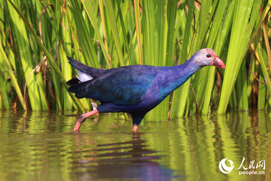 在集美區(qū)的雙溪生態(tài)濕地公園，紫水雞在淺灘漫步。人民網(wǎng)記者 陳博攝