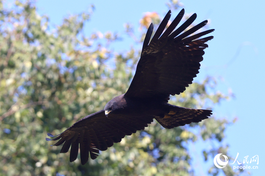 在天竺山森林公園，林雕在山谷中滑翔。人民網(wǎng)記者 陳博攝