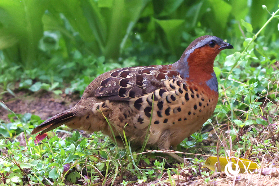 在思明區(qū)東山環(huán)廊附近，灰胸竹雞在菜地中覓食。人民網(wǎng)記者 陳博攝