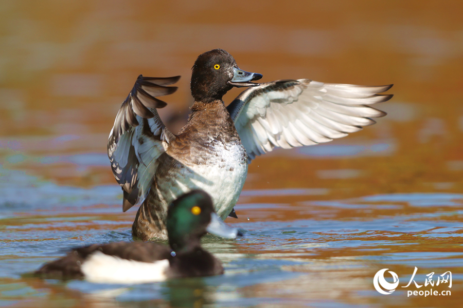 鳳頭潛鴨現(xiàn)身廈門園林博覽苑。人民網(wǎng)記者 陳博攝