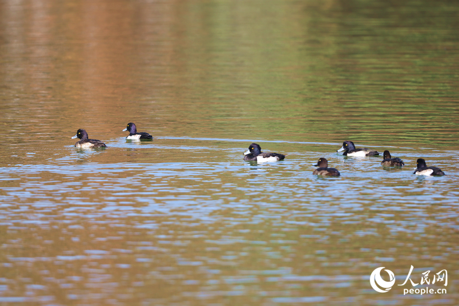 成群小鴨在池塘中巡游。人民網(wǎng)記者 陳博攝