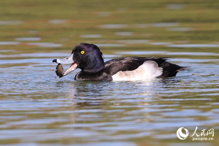 正在捕食的鳳頭潛鴨。人民網(wǎng)記者 陳博攝