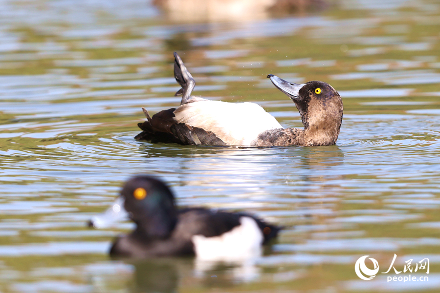 小鴨翻過肚皮，漂在水面上享受陽光。人民網(wǎng)記者 陳博攝