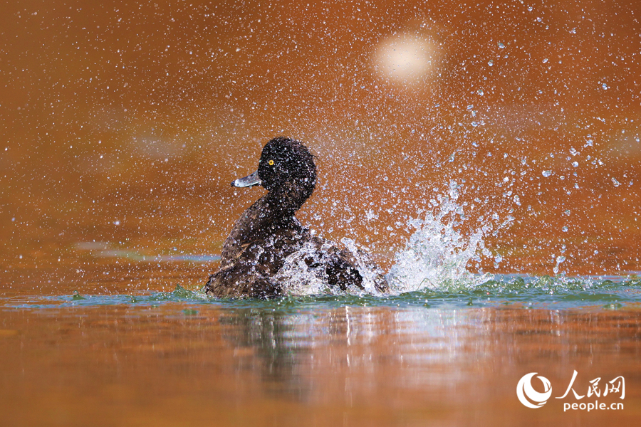 梳理羽毛的小鴨濺起水花片片。人民網(wǎng)記者 陳博攝