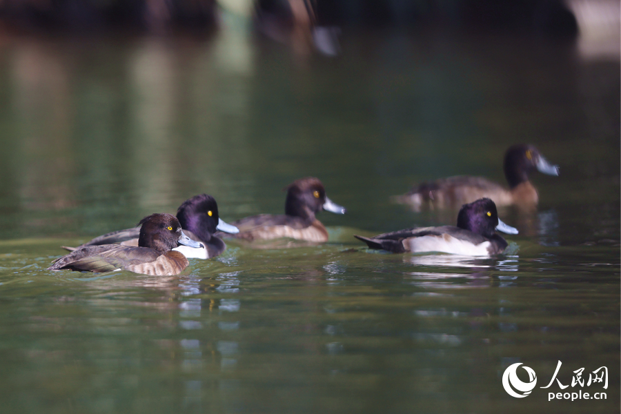 列隊(duì)出游的鳳頭潛鴨。人民網(wǎng)記者 陳博攝