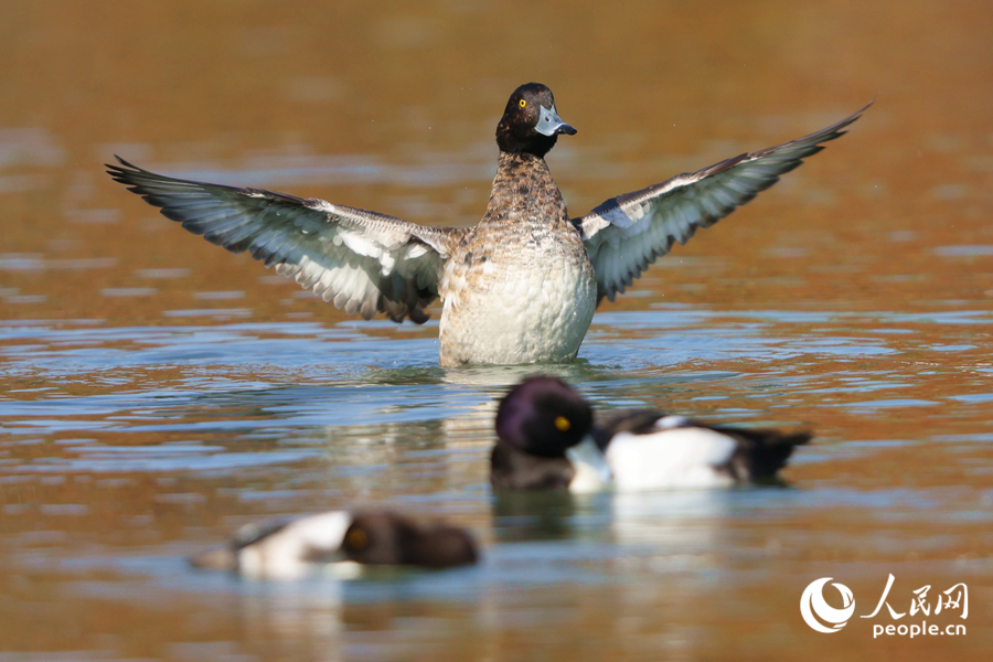 鳳頭潛鴨在水面上展翅。人民網(wǎng)記者 陳博攝