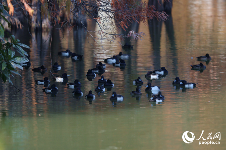 鴨群在落羽杉樹蔭下休息。人民網(wǎng)記者 陳博攝