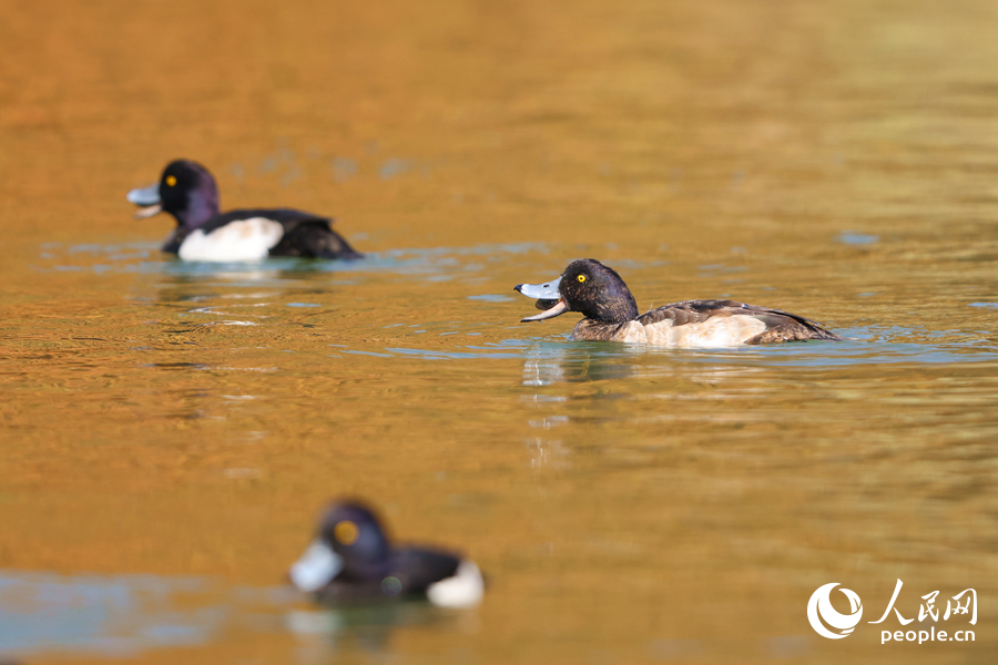 暖陽下的鳳頭潛鴨。人民網(wǎng)記者 陳博攝