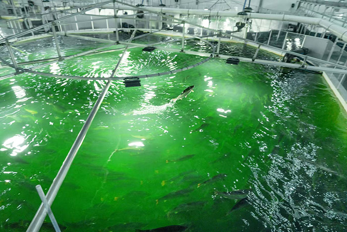 養(yǎng)殖池內，可見大西洋鮭魚長勢良好。受訪者供圖