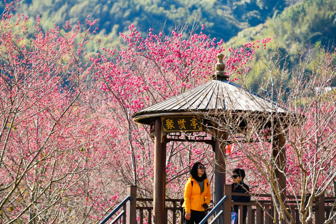 活動當天，參觀者在玉潭櫻花谷游園賞春。黃海攝