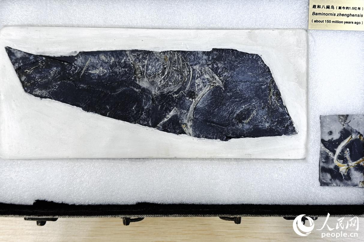 “政和八閩鳥(niǎo)”標(biāo)本。人民網(wǎng) 李唯一攝