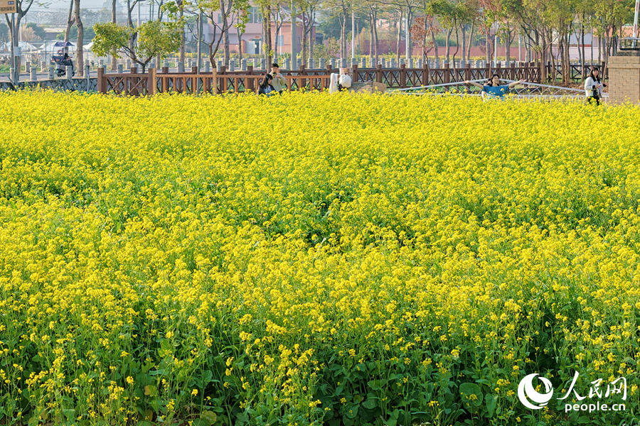 層層金黃花浪隨風翻滾。人民網(wǎng)記者 陳博攝