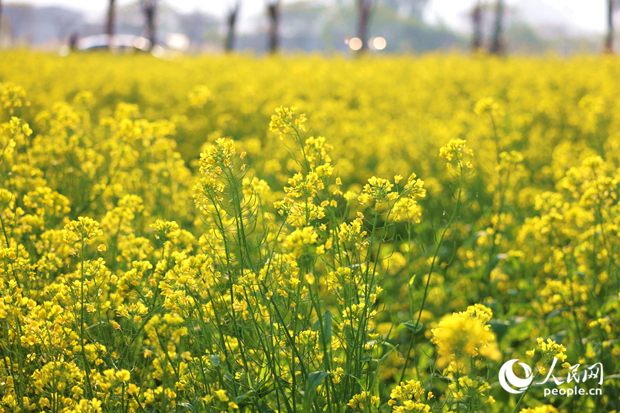 油菜花田宛如金色海洋。人民網(wǎng)記者 陳博攝