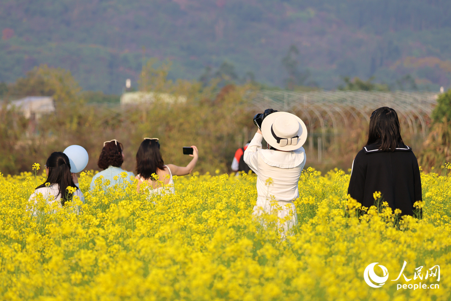 游客在油菜花海中拍照賞花。人民網(wǎng)記者 陳博攝