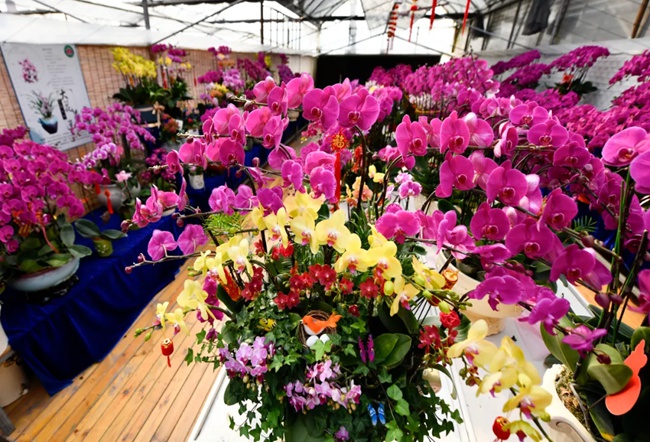 福清市臺灣農(nóng)民創(chuàng)業(yè)園蝴蝶蘭生產(chǎn)基地