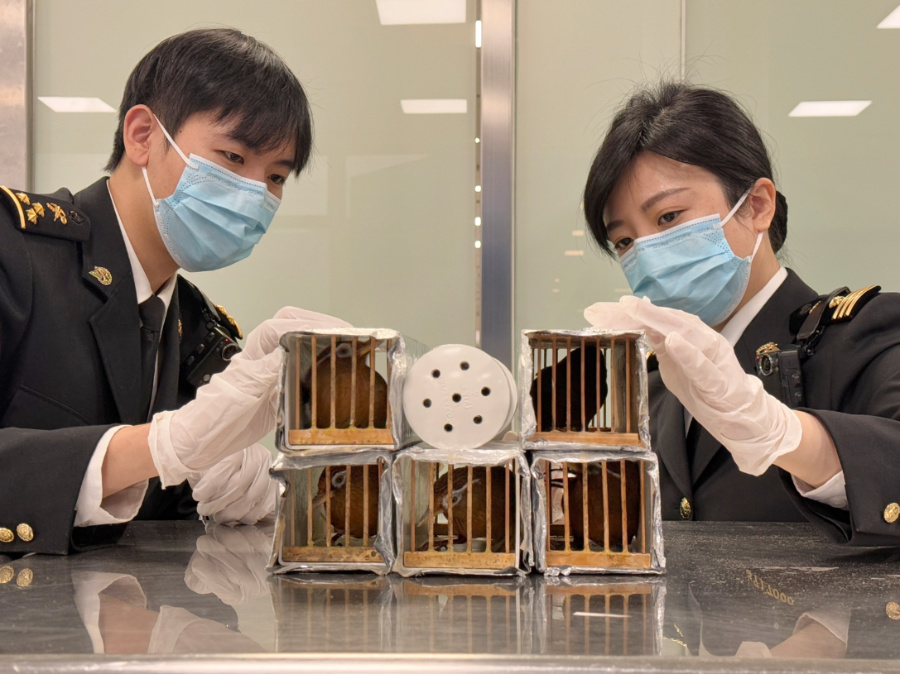 海關(guān)關(guān)員查驗(yàn)后發(fā)現(xiàn)，該旅客行李箱中共有6個(gè)鳥(niǎo)籠。謝臻攝