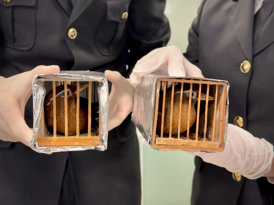 經(jīng)鑒定，6只活體鳥(niǎo)類均為國(guó)家二級(jí)保護(hù)動(dòng)物畫(huà)眉鳥(niǎo)。謝臻攝