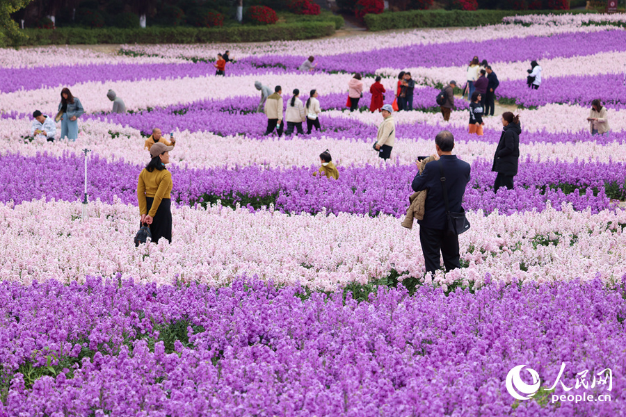 廈門(mén)香山紫羅蘭花海。人民網(wǎng)記者 陳博攝