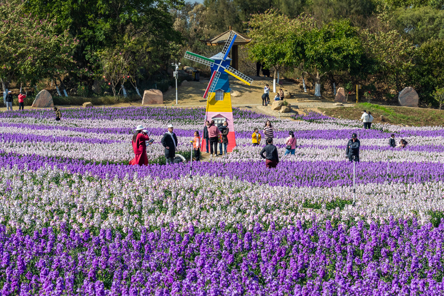 市民游客在花海中游玩。陳瑞坤攝