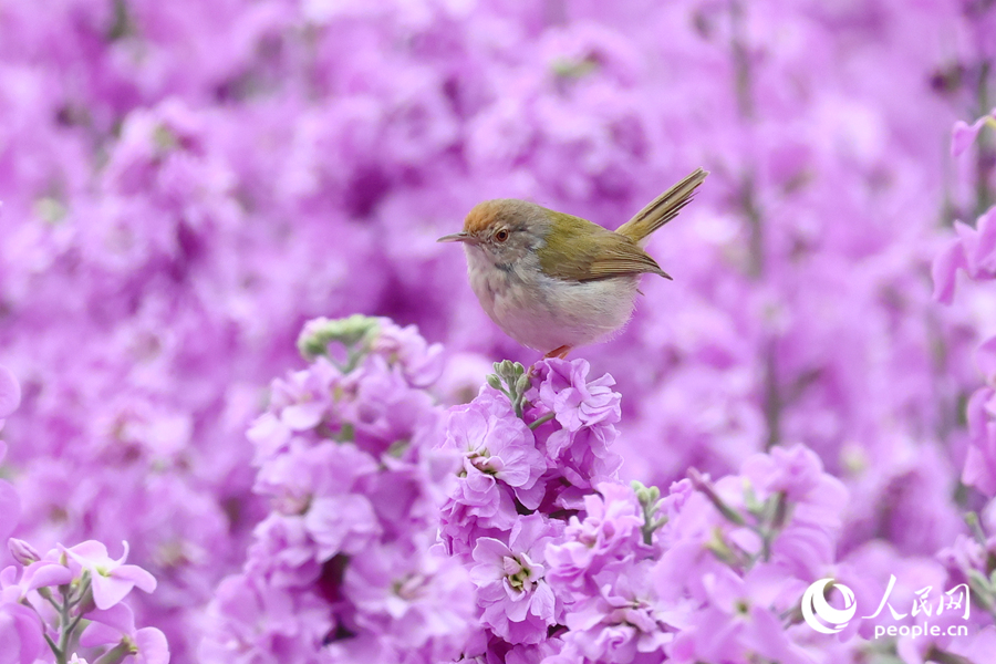 長(zhǎng)尾縫葉鶯在紫羅蘭花枝停留。人民網(wǎng)記者 陳博攝