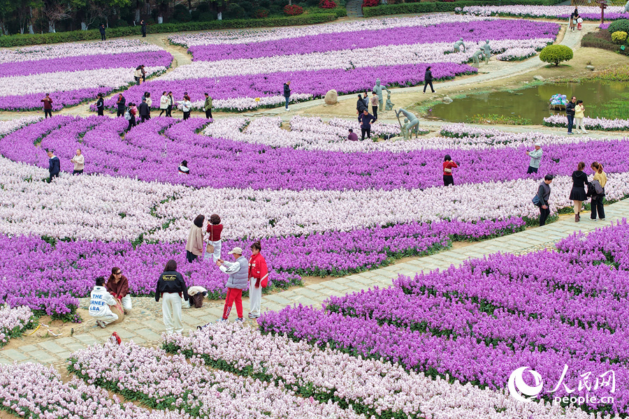 繽紛花海迎八方賓客。人民網(wǎng)記者 陳博攝