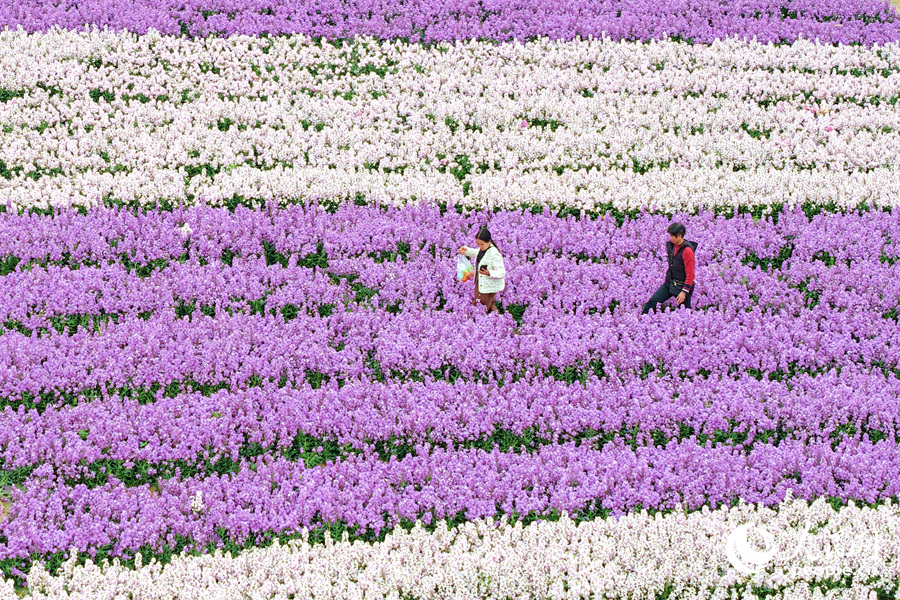 游客漫步花海小徑。人民網(wǎng)記者 陳博攝