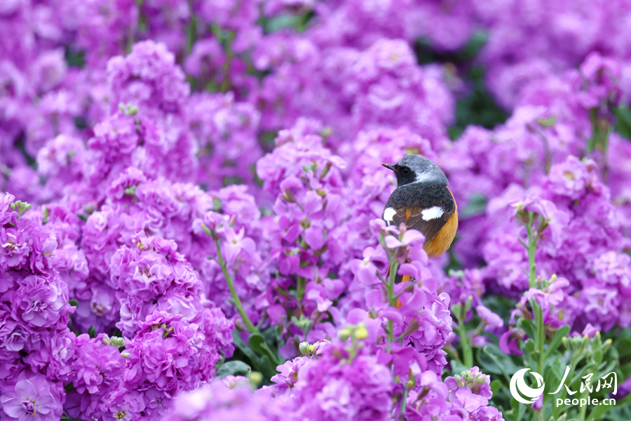 北紅尾鴝在紫羅蘭花海中流連。人民網(wǎng)記者 陳博攝