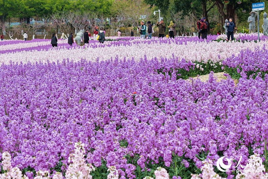 競(jìng)相綻放的紫羅蘭。人民網(wǎng)記者 陳博攝