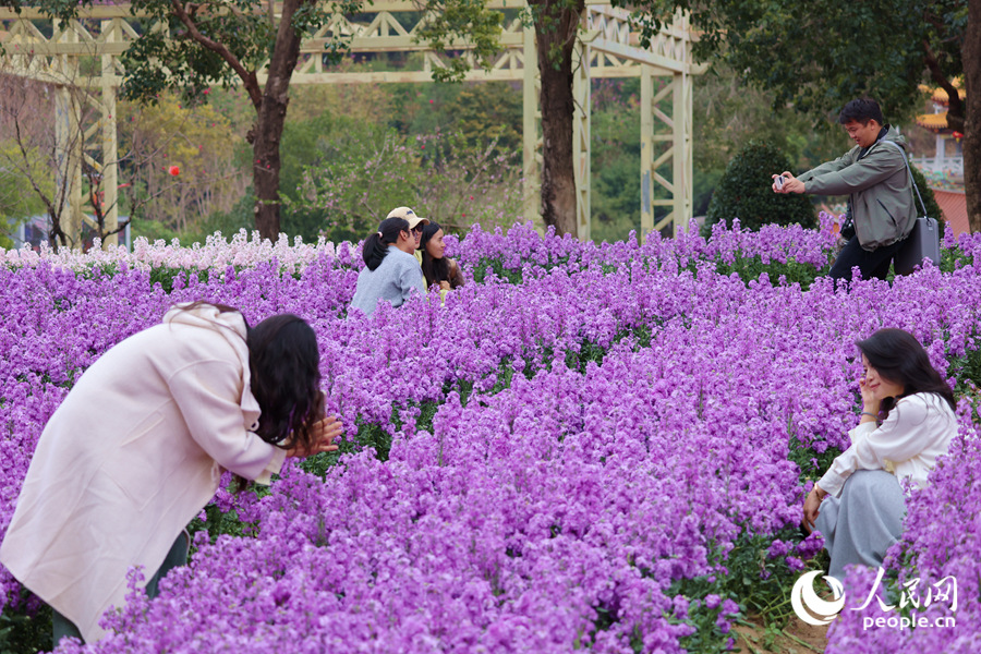 紫羅蘭花海成為游客們的天然影棚。人民網(wǎng)記者 陳博攝