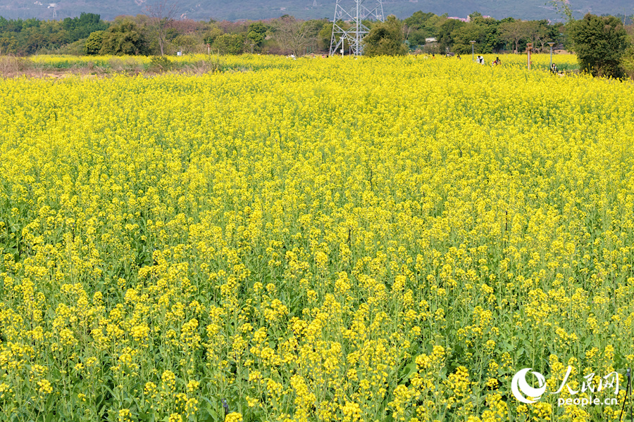 廈門李林百畝油菜花迎春開。人民網(wǎng)記者 陳博攝
