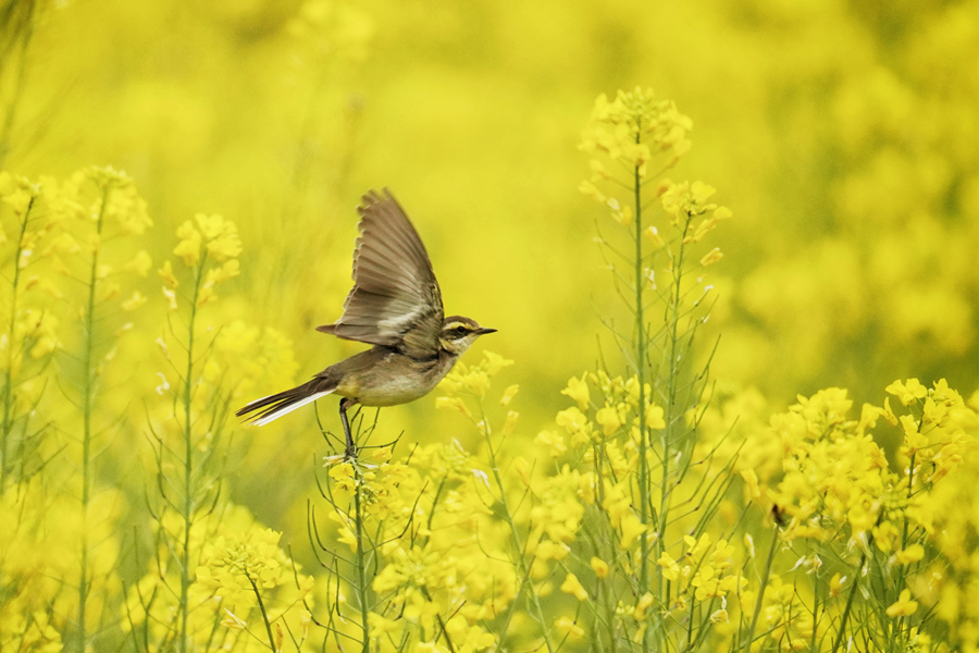 黃鹡鸰在油菜花海中飛舞。莊莉紅攝