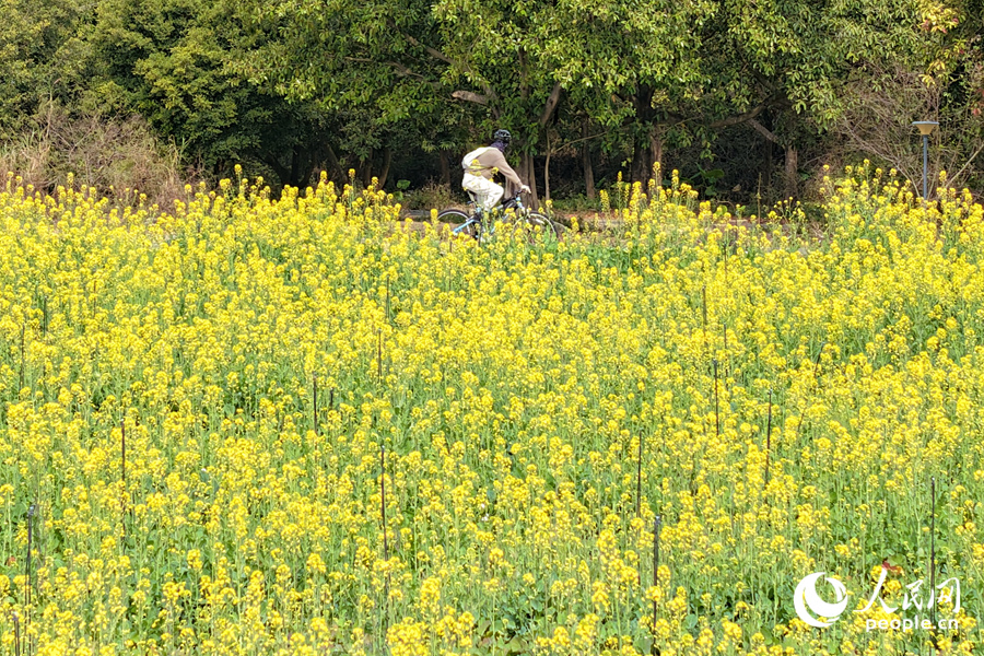 游客在油菜花海中騎行。人民網(wǎng)記者 陳博攝