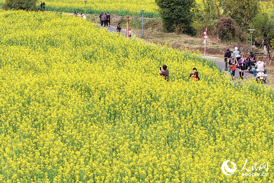 市民游客徜徉于花海之中。人民網(wǎng)記者 陳博攝